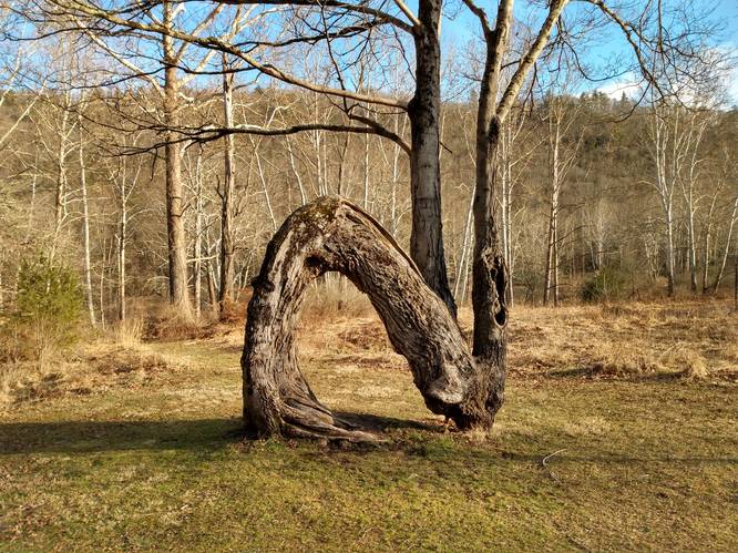 Arch Tree Loop