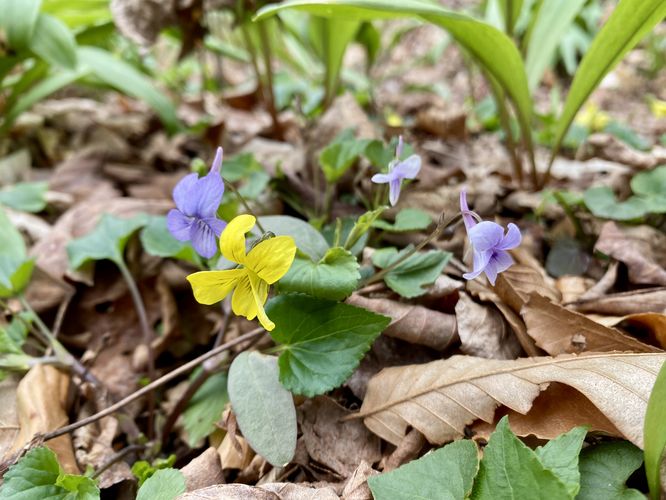 Yellow and purple violet wildflowers