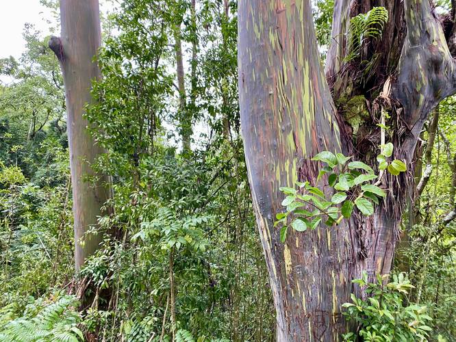 Rainbow Eucalyptus (Maui Road to Hana) default picture