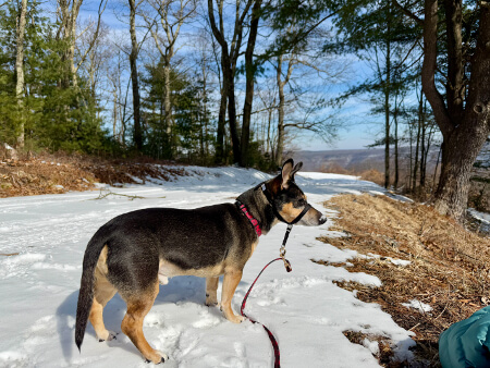 Scenic mountain view representing dog-friendly trails