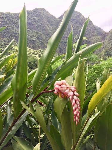 Picture 31 of 'Iao Needle Lookout Trail