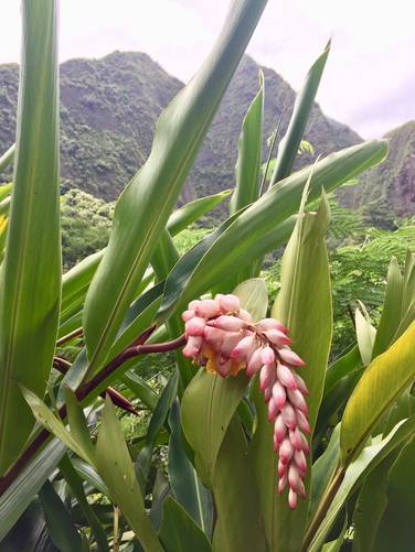 Picture 32 of 'Iao Needle Lookout Trail