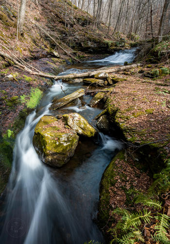 Picture 3 of 032026HawkRun