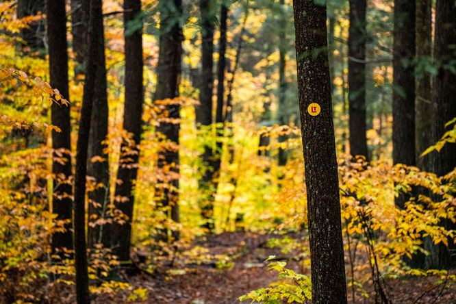 Loyalsock Trail