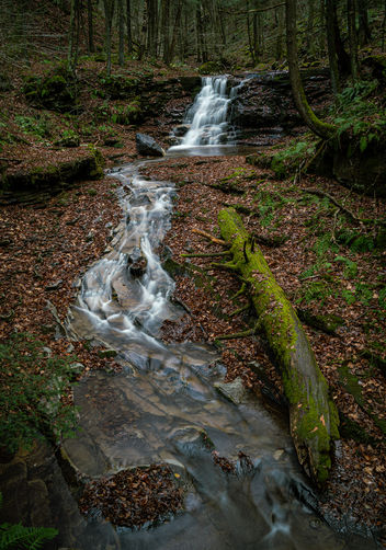 Scar Run Loop - 11242024 album