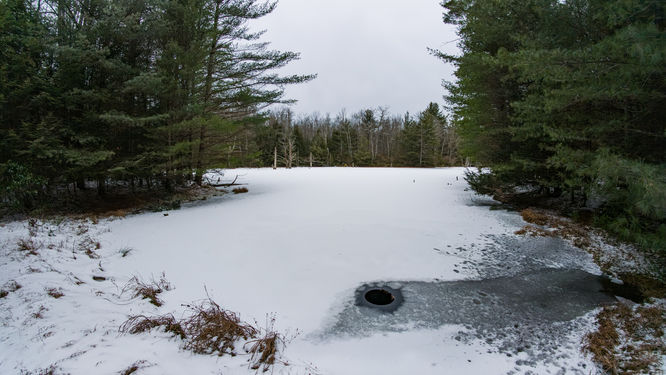 A view of the pond/bog from Jackson Trail