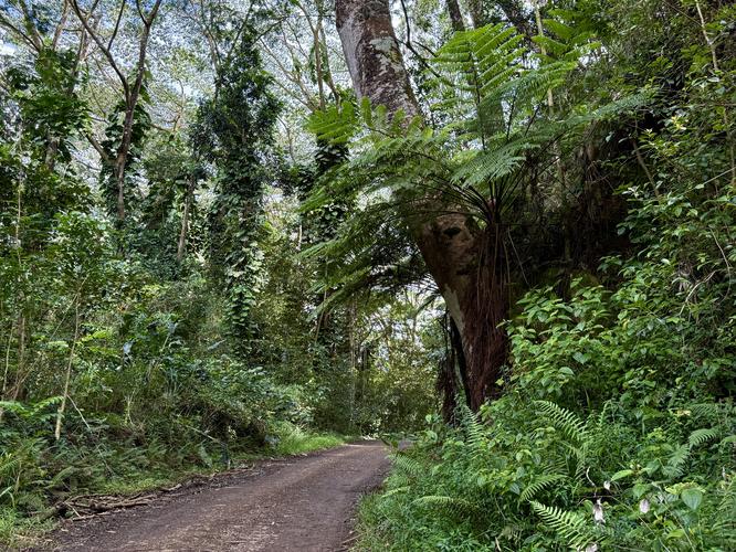 Jurassic Park Gate Trail Hike - 20260708T043253Z album