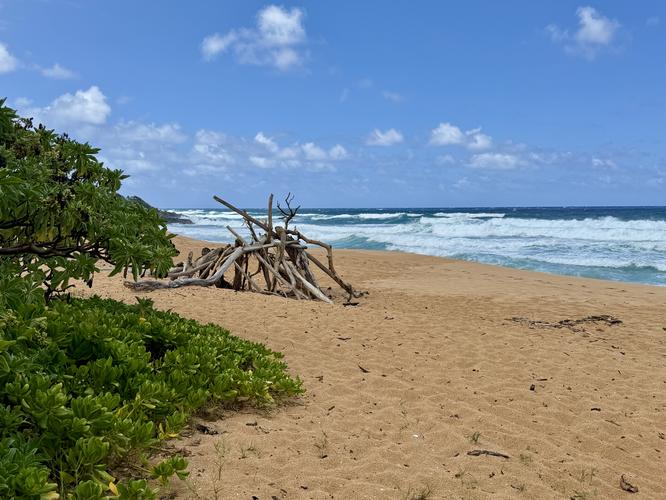 Donkey Beach and Tree Tunnel Trail - 20260709T035943Z album