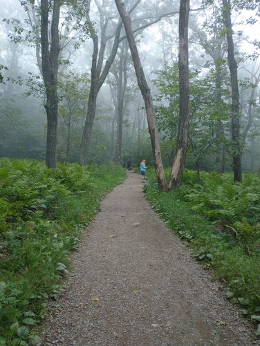 Are we on a trail or at a landscaped botanical park?  The trail is easy to navigate with few trip hazards here.