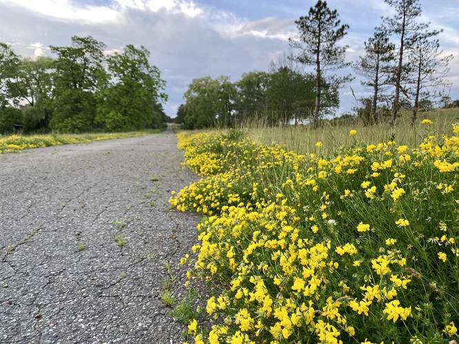 Wildflowers line the entrance road