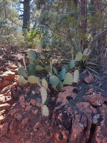 Desert Cacti along the trail 