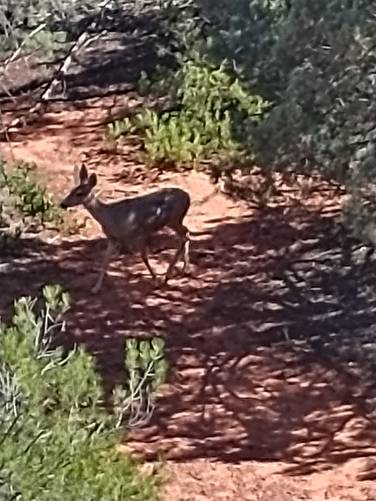 Mule deer nibbling in the shade