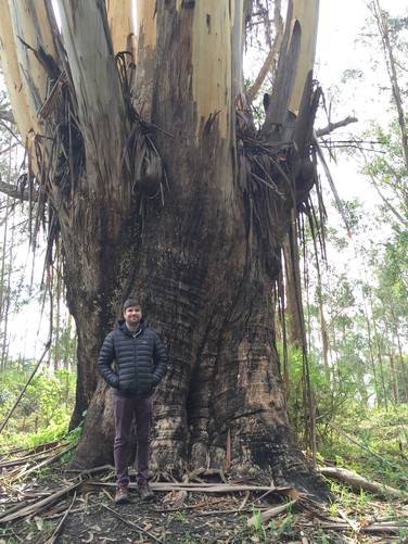 Old growth eucalyptus tree