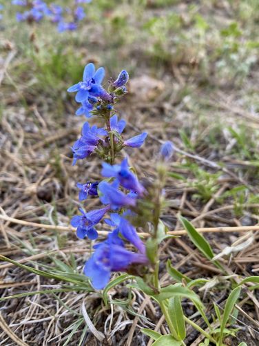 Penstemon wildflower