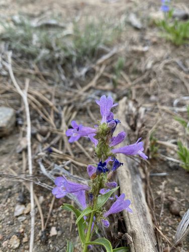 Light purple Penstemon wildflower