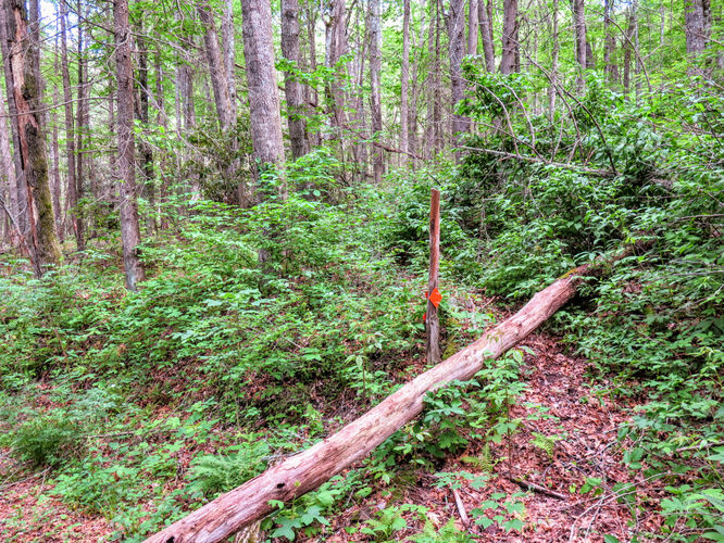 Picture 13 of Albert Mountain Lookout Tower Hike 052917