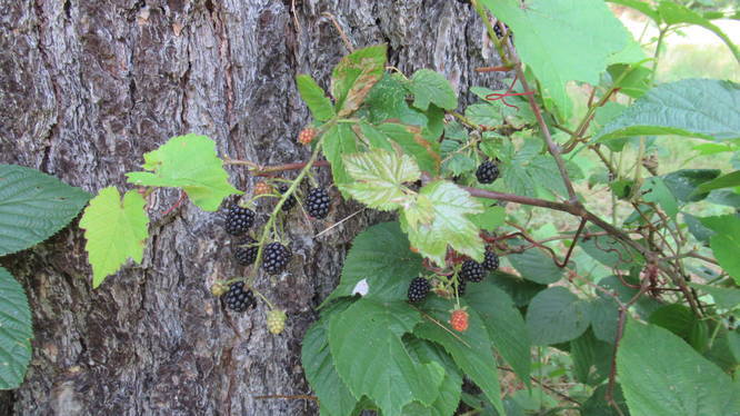 Wild blackberries along trail