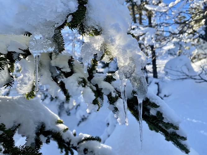 Icicles hang off of spruce trees on Algonquin Peak