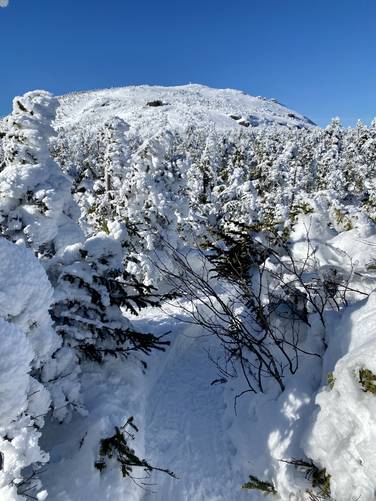 Snowshoeing through the half-buried spruce trees