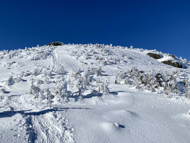 Snow-buried spruce trees - ascending Boundary Peak