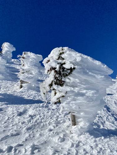 Wind-swept snow-covered spruce trees