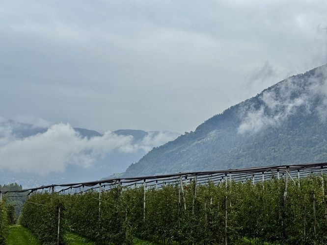 View of vineyards and Alps in South Tyrol