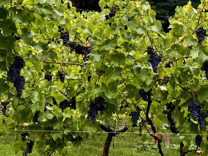Ripe grapes growing in a South Tyrol vineyard