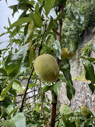 Picture 11 of Algunder Waalweg