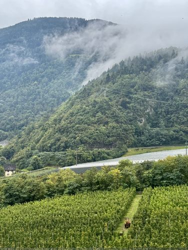 View of vineyards in the valley