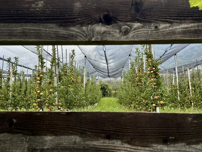 Apple orchard as seen through the fence
