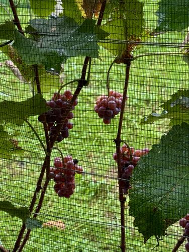 Red grapes growing on vines