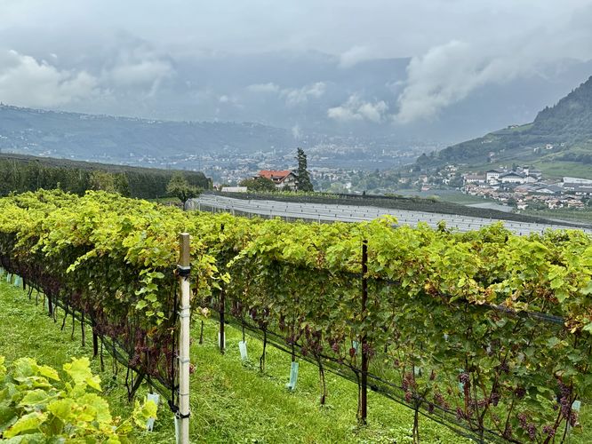 More views of the vineyard from the trail