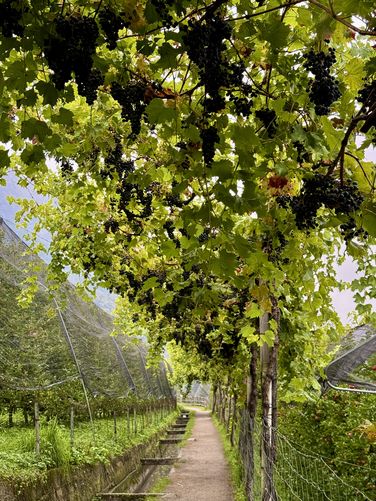 Grapes hang over the trail from a vineyard trellis