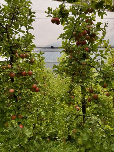 Apple orchard located along the trail
