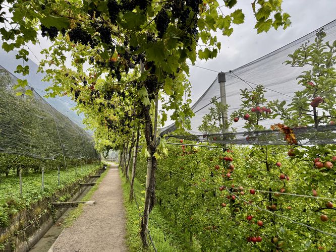 Grapes and apples growing along the trail
