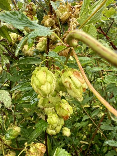 Hops growing along the Algunder Waalweg trail