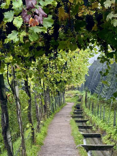Bunches of grapes growing in a trellis hanging over Algunder Waalweg