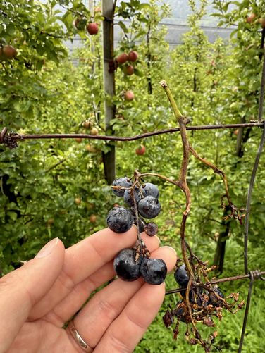 Grapes fell, easy snack!