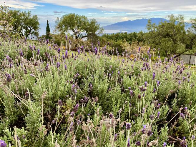 Ali'i Kula Lavender