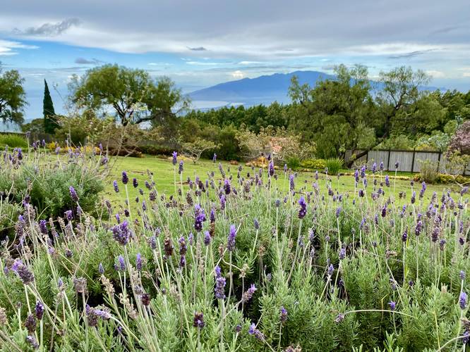 Lavander view with the West Maui Mountains in the distance