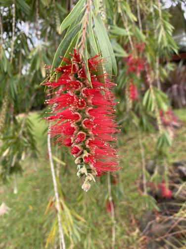 Bottlebrush Tree