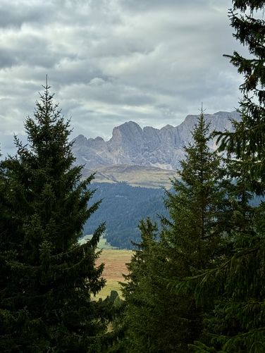 Portrait view between evergreen trees of alpine ridges high above Alpe di Siusi
