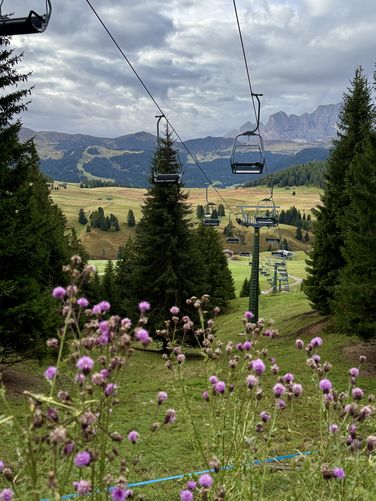 Chairlifts hang overhead with pink wildflowers in the foreground. Behind are the rolling meadows of Seiser Alm