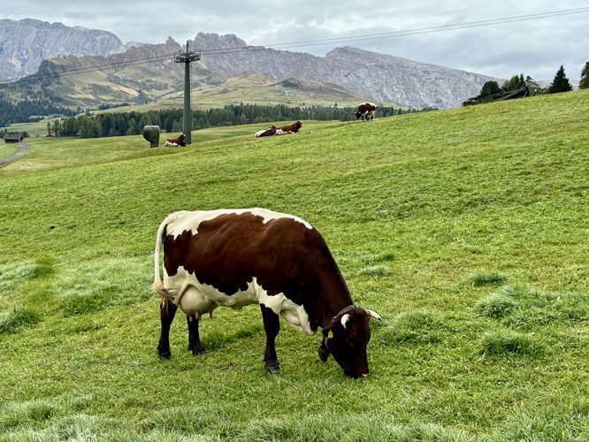 Cow grazing in the open pastures of Alpe di Siusi