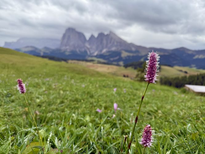 Picture 47 of Alpe di Siusi Loop Hike