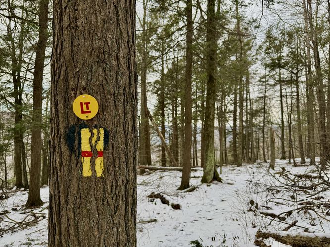 Yellow blazes of the Loyalsock Trail (LT)