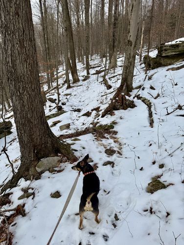Jax on the trail