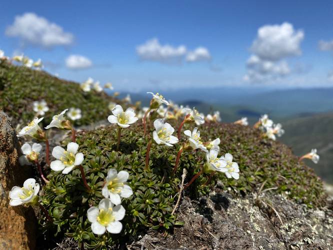 Diapensia wildflower along Mt. Monroe's northern slope