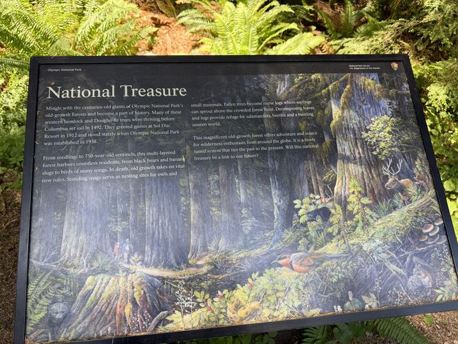 Historical sign about the Ancient Groves Trail with 750-year-old trees