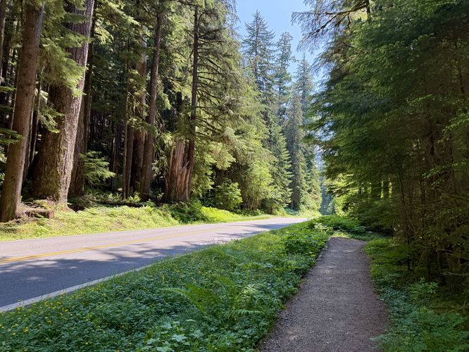 Ancient Groves Trail runs along the road before heading into the forest
